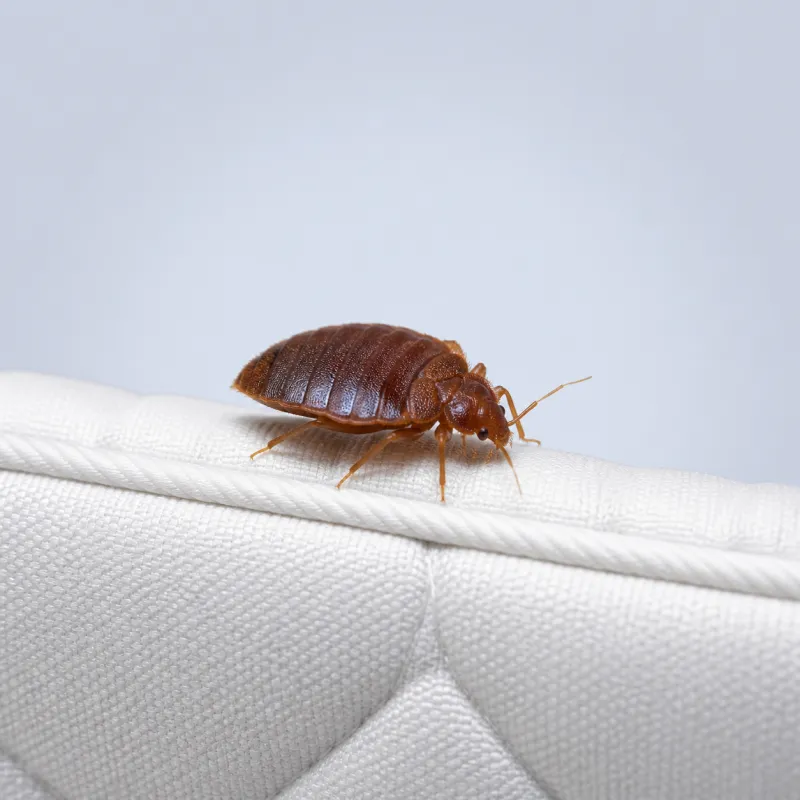Bed bug on a mattress seam
