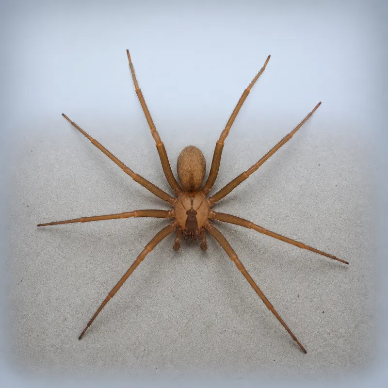 Brown recluse spider on a cardboard storage box