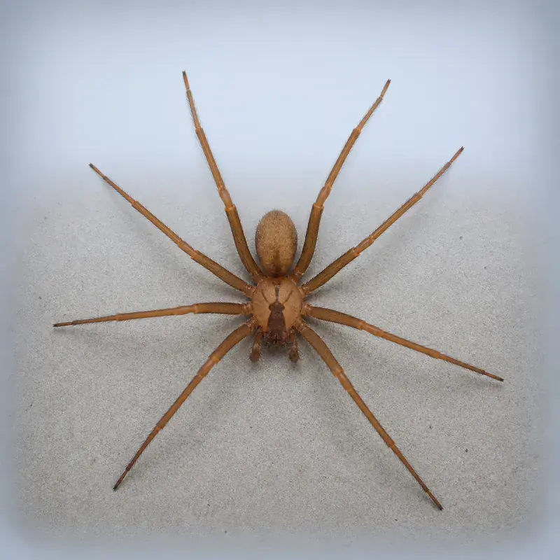Brown recluse spider on a cardboard storage box